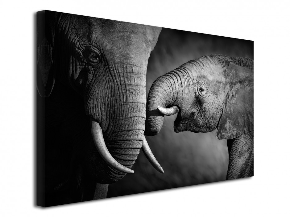 Tableau déco photo  L'éléphant et sa mére