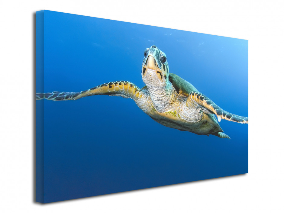 Tableau toile deco Tortue Marine