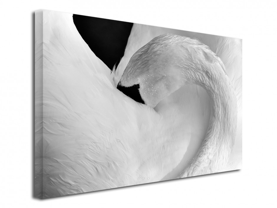 Tableau décoratif Le Cygne