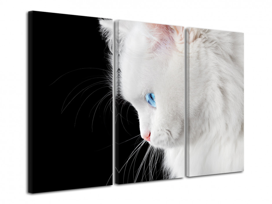 Tableau decoratif animaux Chat - Vente en ligne de décoration murale