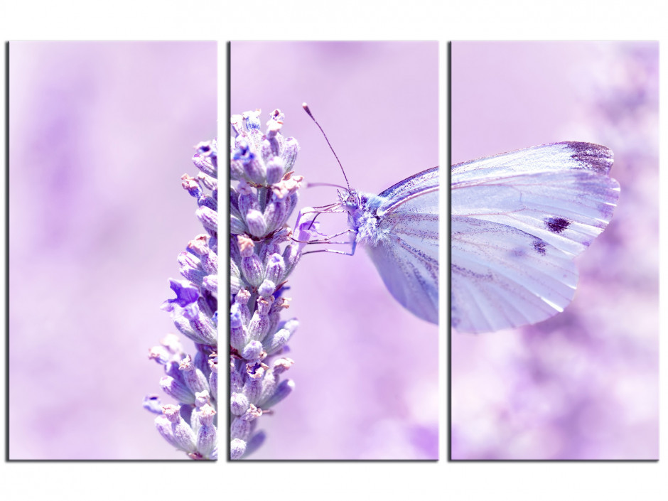 Tableau décoratif papillon bleu