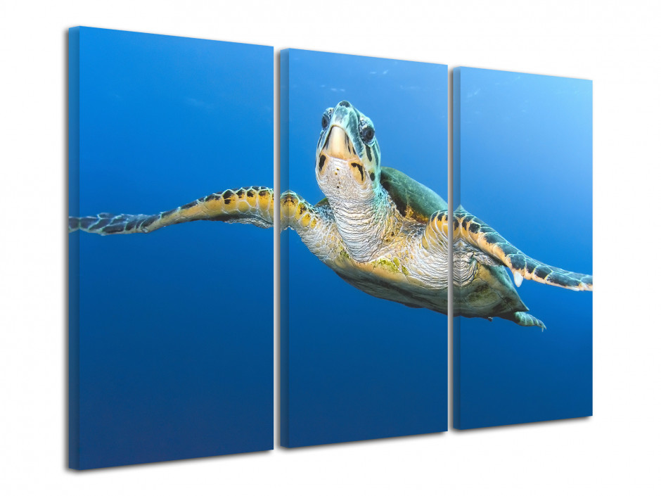 Tableau photo mer Tortue Géante