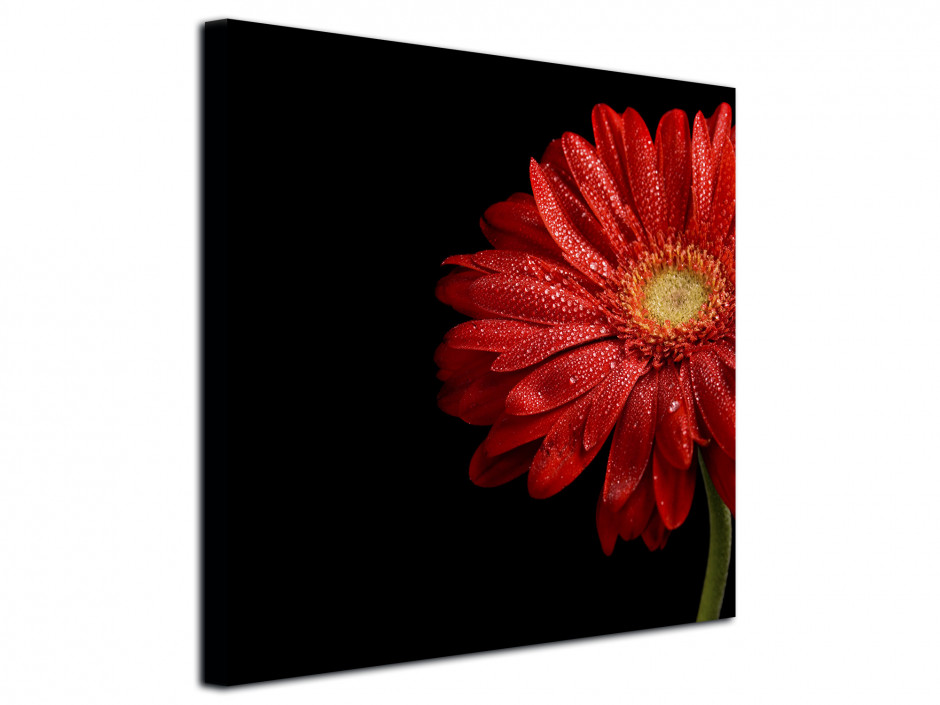 Tableau toile deco Gerbera Rouge