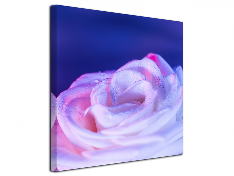 Tableau toile deco Rose violette