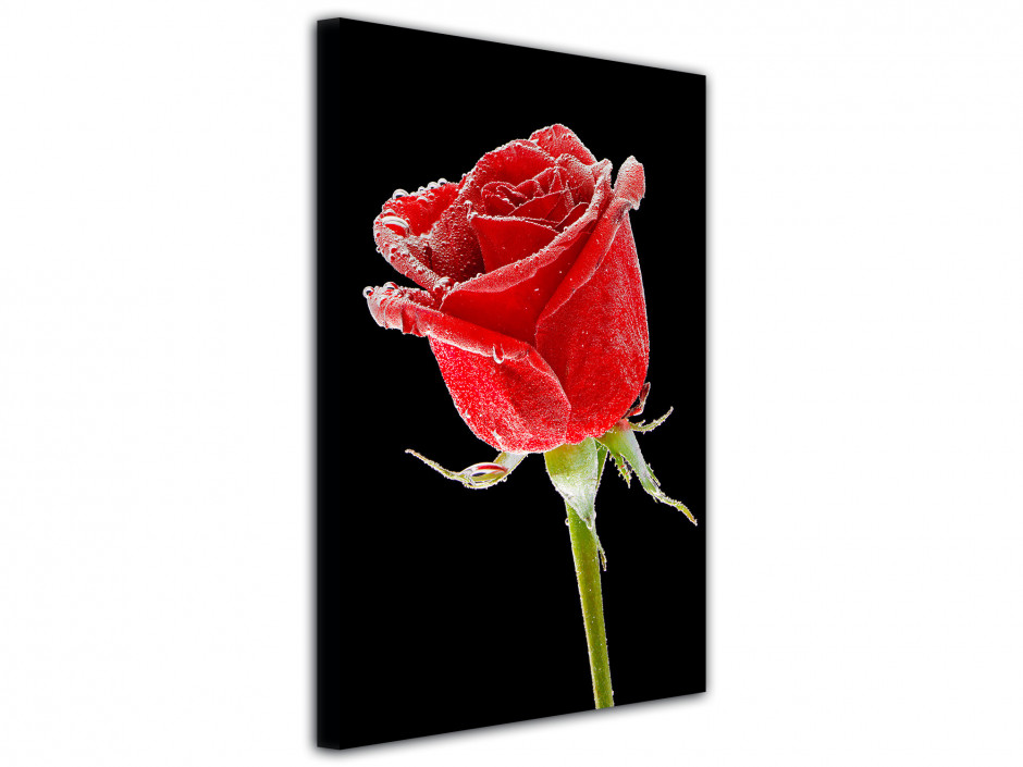 Tableau deco rose sur fond noir