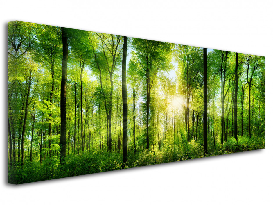 Tableau deco photo FORET VERTE