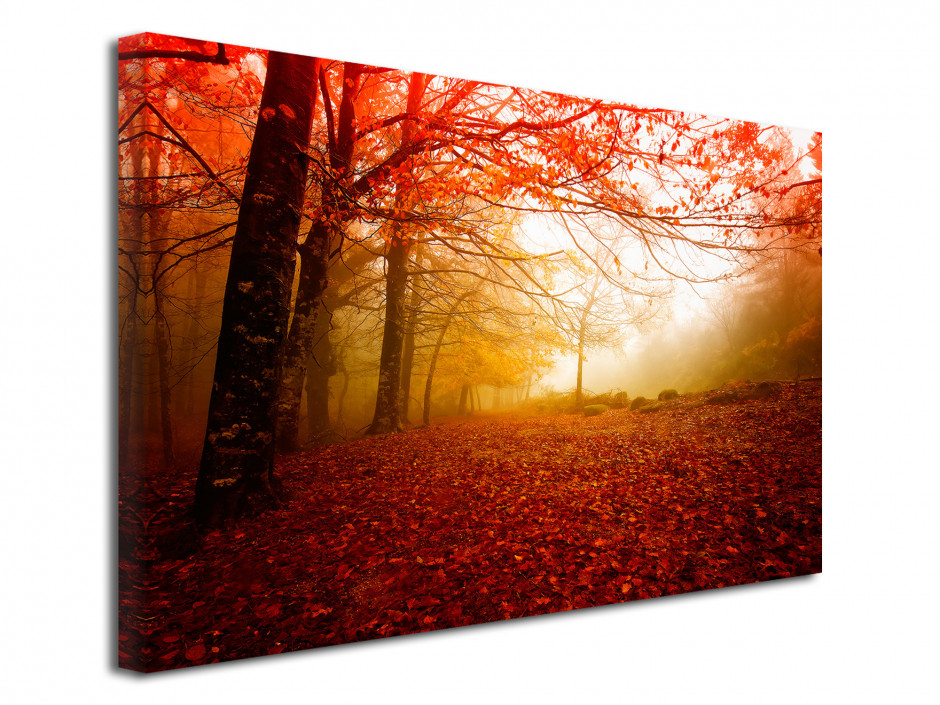 Tableau photo FORET BRUMEUSE EN AUTOMNE