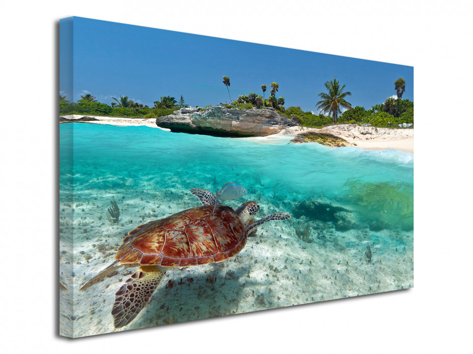 Tableau photo toile TORTUE MARINE