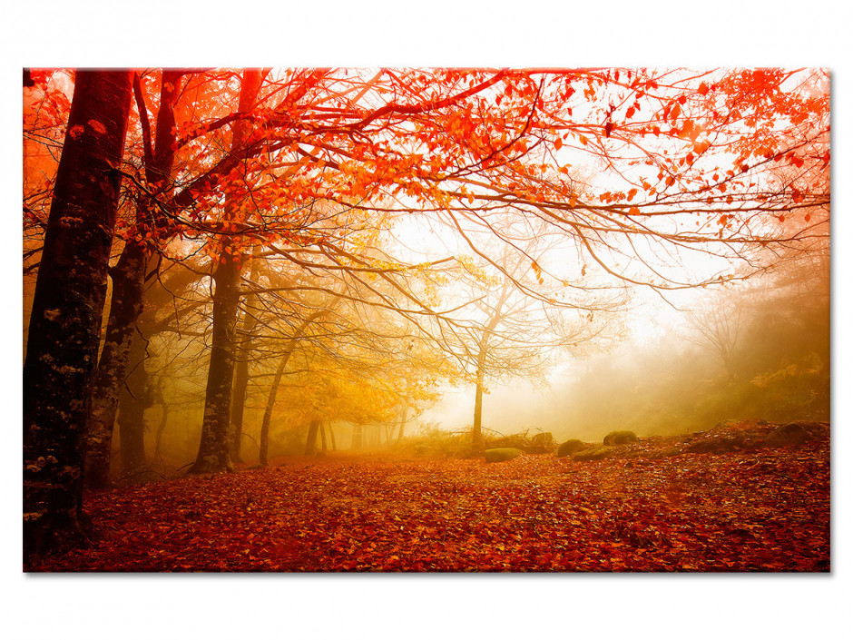 Tableau aluminium photo paysage FORÊT ORANGÉE