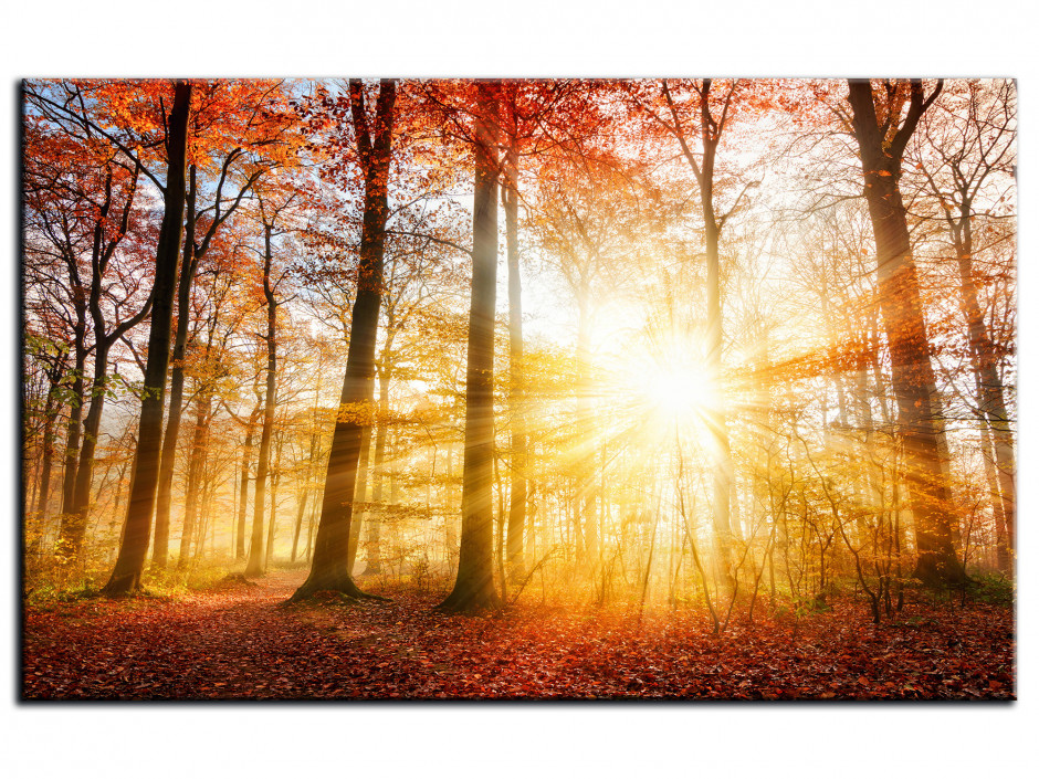 Tableau Aluminium photo FORET EN AUTOMNE