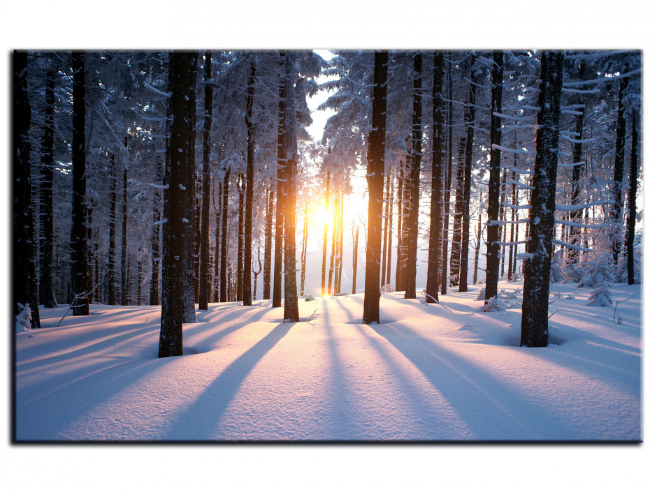 Tableau Aluminium photo COUCHER DE SOLEIL DANS LE BOIS