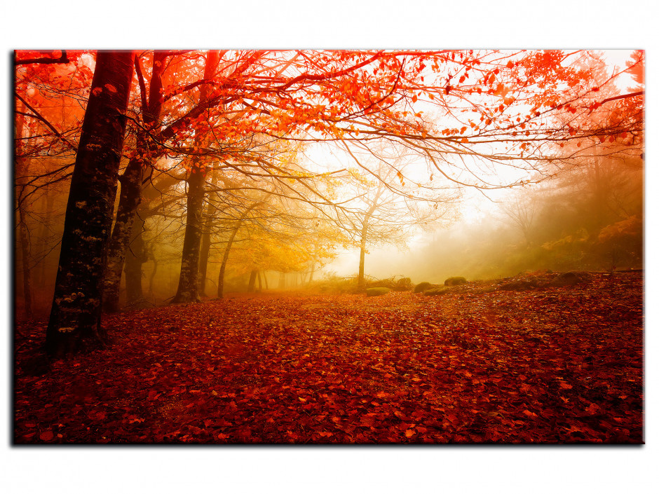 Tableau Aluminium photo FORET BRUMEUSE EN AUTOMNE