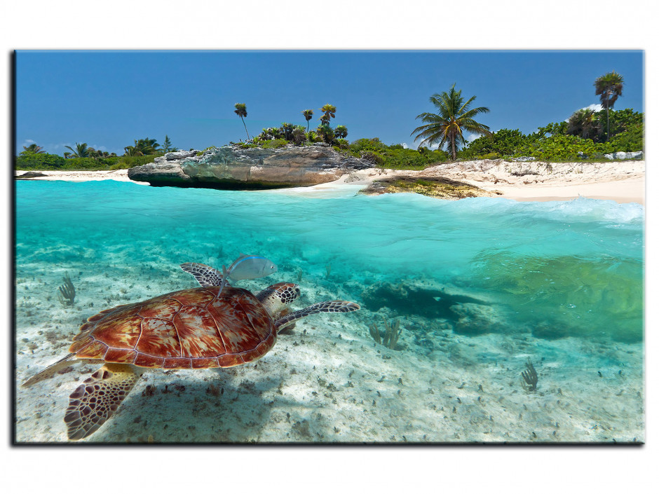 Tableau photo Aluminium TORTUE MARINE