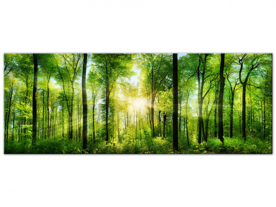 Tableau Aluminium photo FORET VERTE