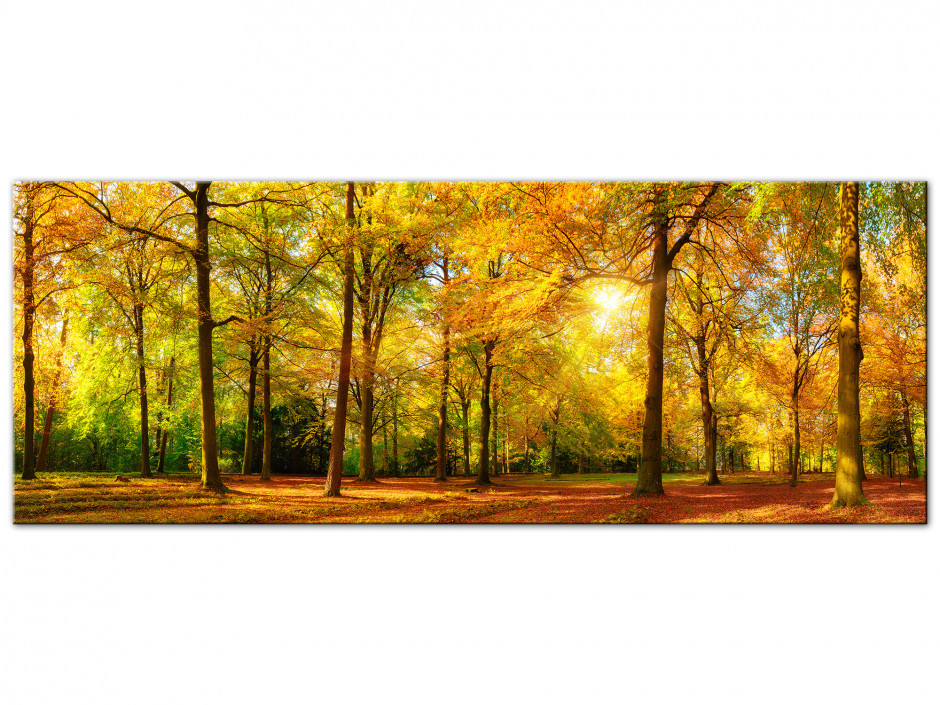 Tableau Aluminium panoramique FORET EN AUTOMNE