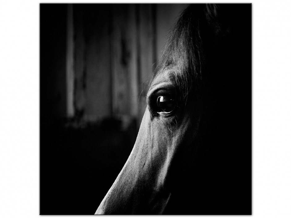 Tableau photo aluminium portrait Cheval