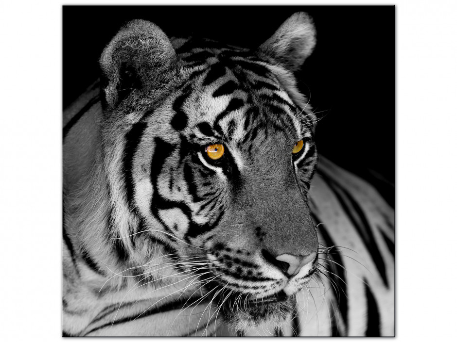 Tableau aluminium photo le Tigre Blanc