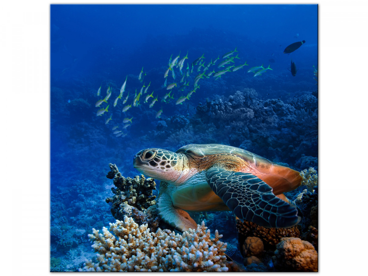 Cadre photo de Tortue marine - Déclina large choix - Vente en ligne