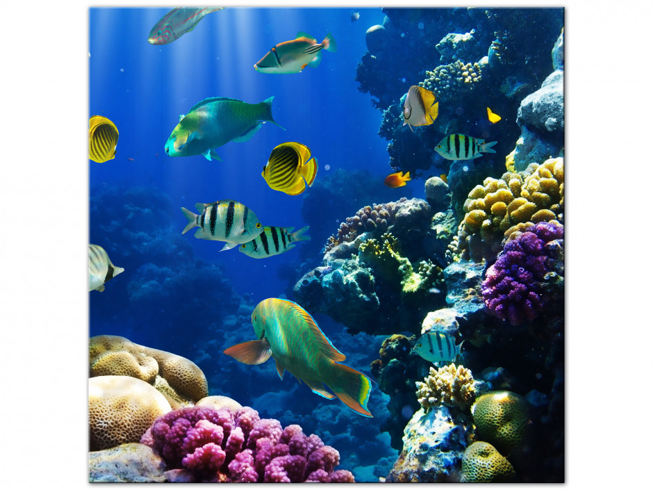 Tableau aluminium le monde de Nemo