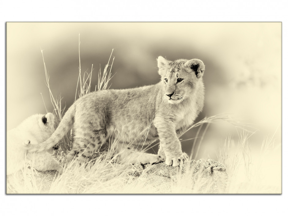 Tableau aluminium photo déco le LION Blanc