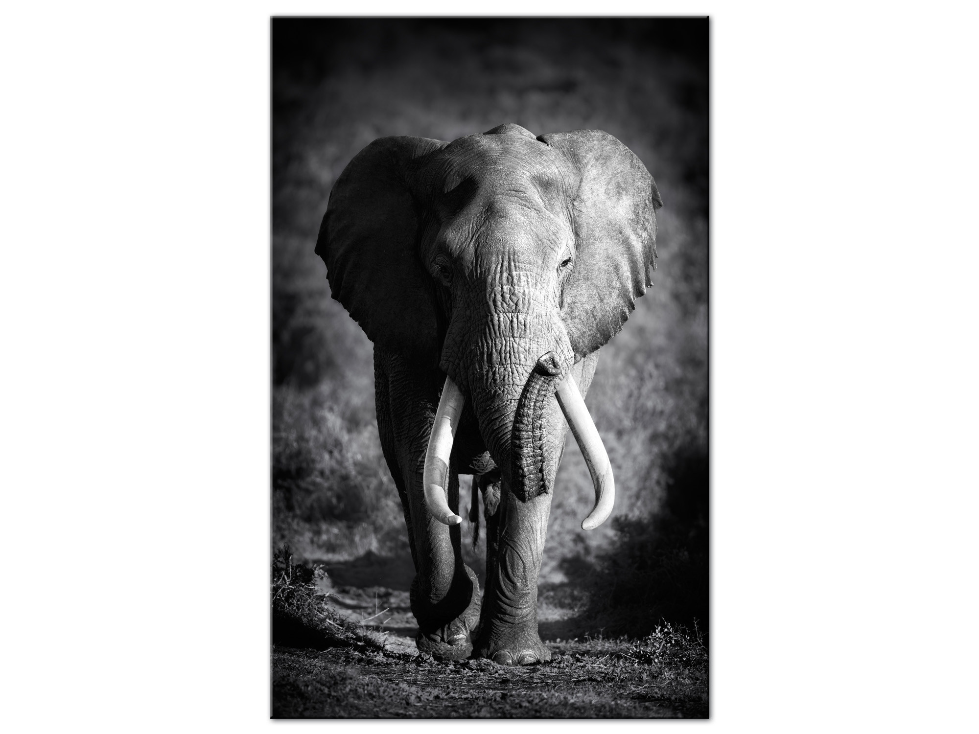 Noir et Blanc 30x50 cm Impression Photo Animaux sur Toile d/écoration Murale Cuisine DECLINA Tableau intiss/ée/ L/él/éphanteau en Noir et Blanc Chambre Adulte Salon D/éco Maison