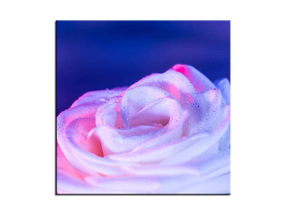 Tableau Aluminium deco Rose violette