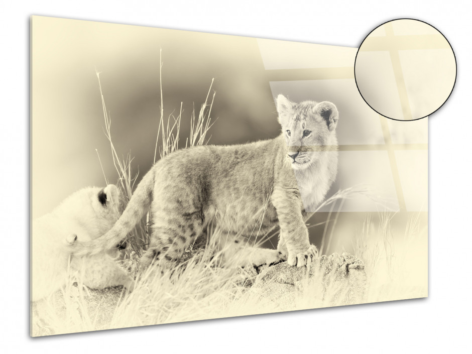 Tableau plexiglas photo déco le LION Blanc