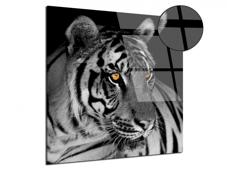 Tableau plexiglas photo le Tigre Blanc