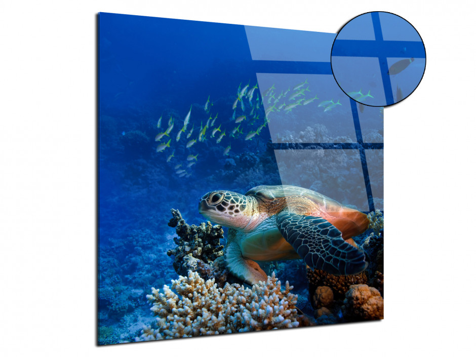 Tableau Tortue plexiglas décorative