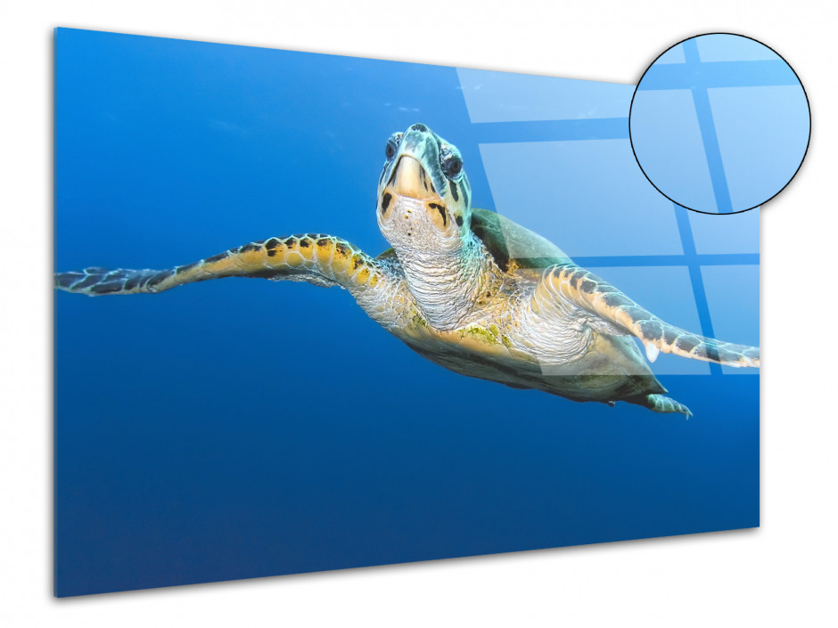 Tableau plexiglas deco Tortue Marine