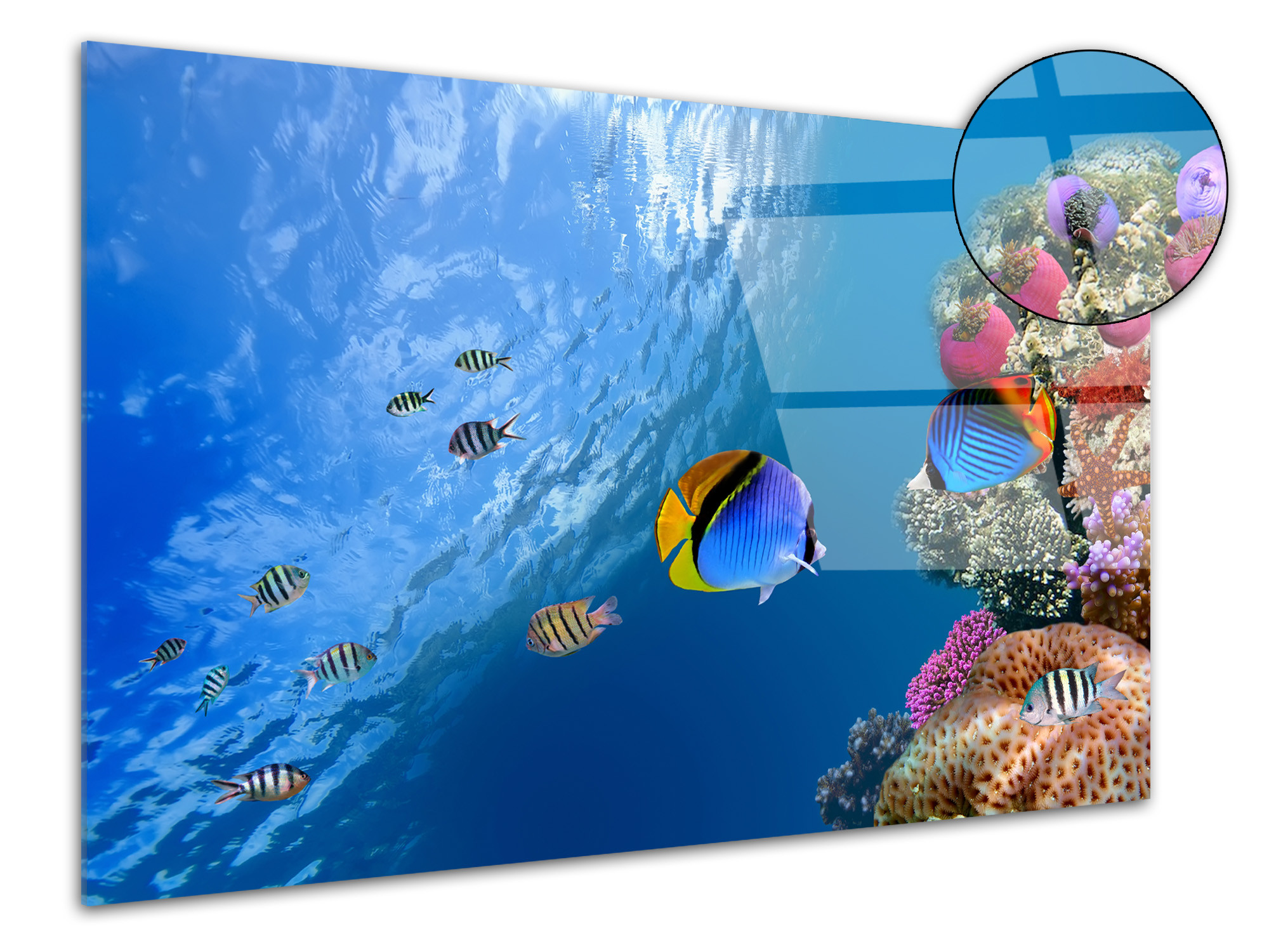 Chambre Cuisine DECLINA Tableau Plexiglas Tortue Marine Multicouleur Décoration Murale pour déco Maison Bureau Salon Impression Verre Nature et Paysage 80x50 cm