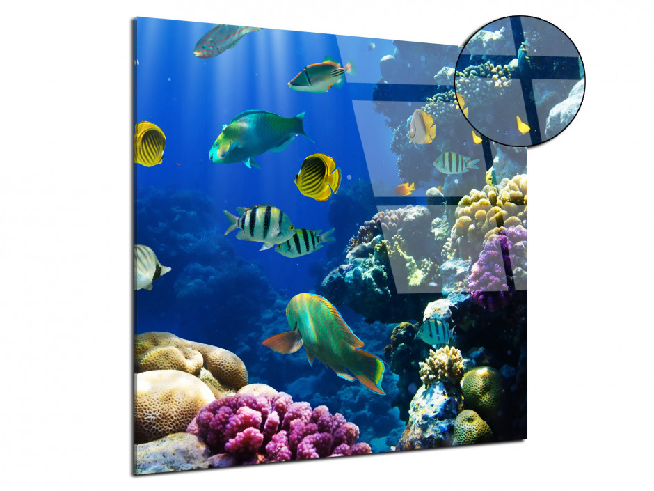 Tableau plexiglas le monde de Nemo