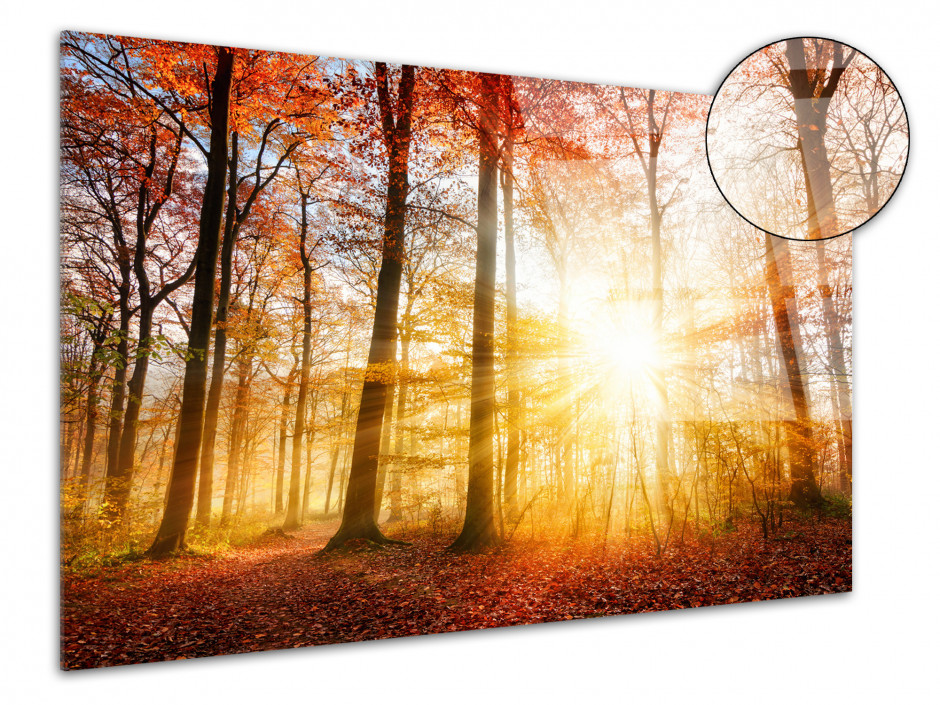 Tableau plexiglas photo FORET EN AUTOMNE