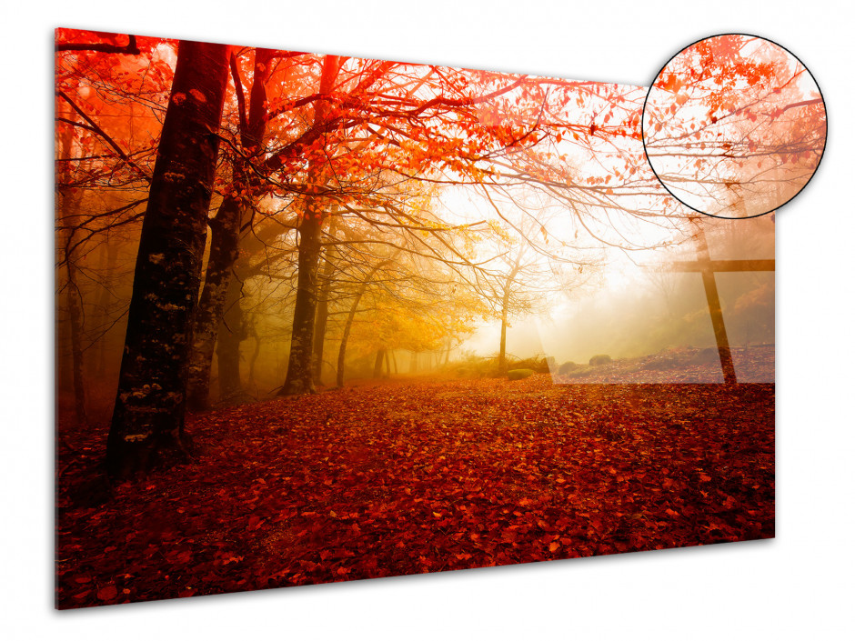 Tableau plexiglas photo FORET BRUMEUSE EN AUTOMNE