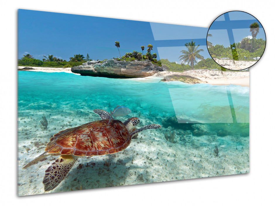 Tableau photo plexiglas TORTUE MARINE