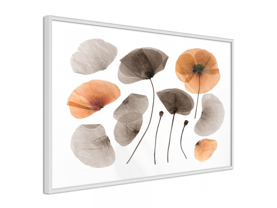 Dried Poppies