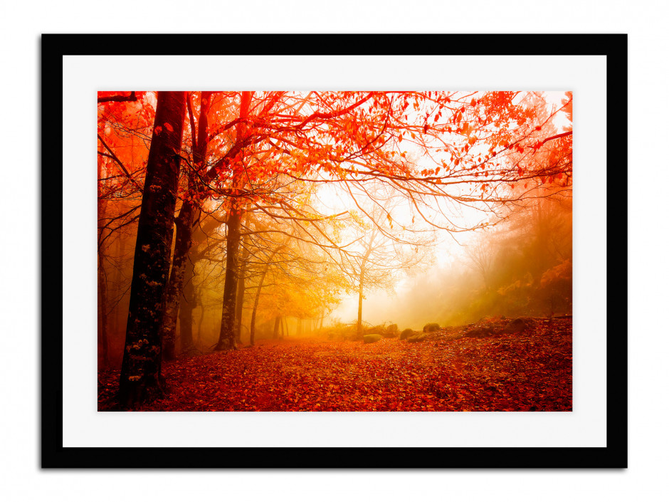 Affiche Poster Paysage forêt d'automne