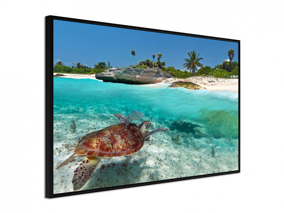 Affiche Poster Tortue Marine