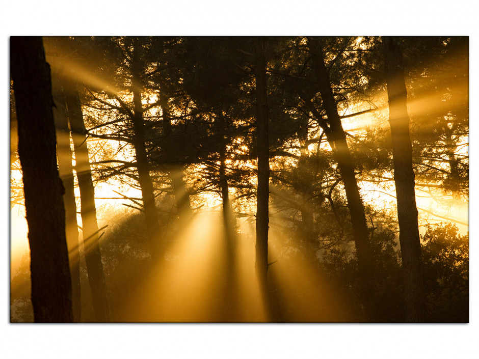 Tableau aluminium photo déco Forest Sunset