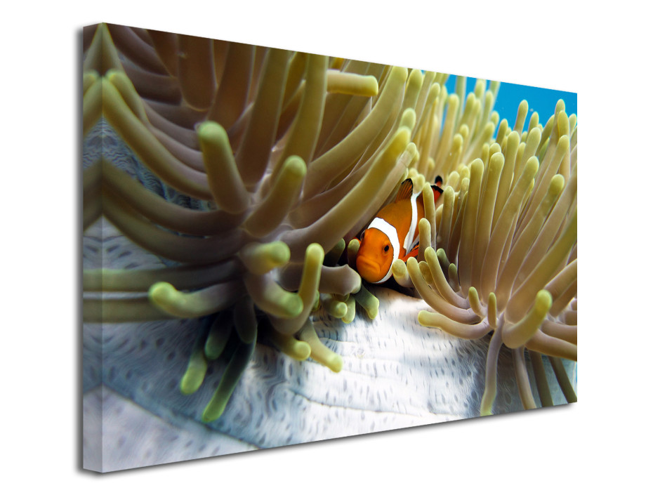 Tableau toile déco Clown Fish