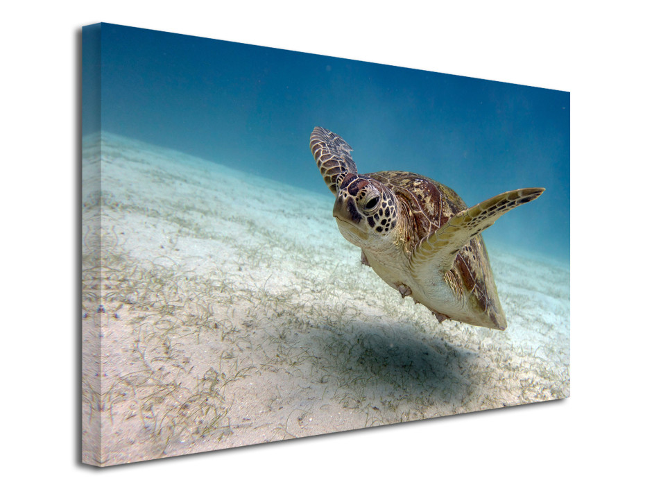 Photo sur toile Tortue marine