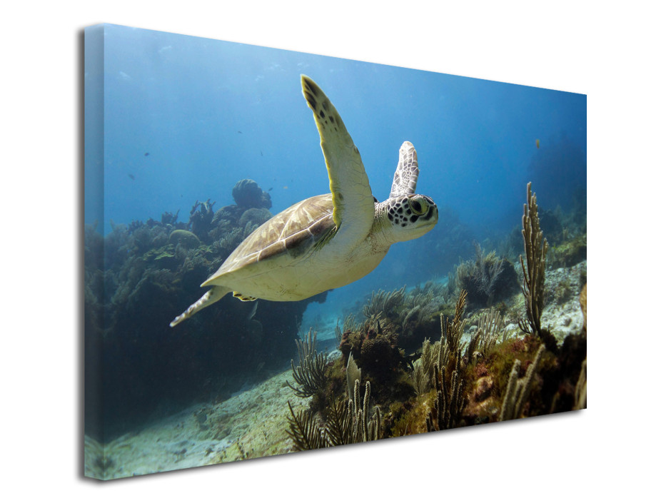 Tableau toile décoratif Tortue marine 3