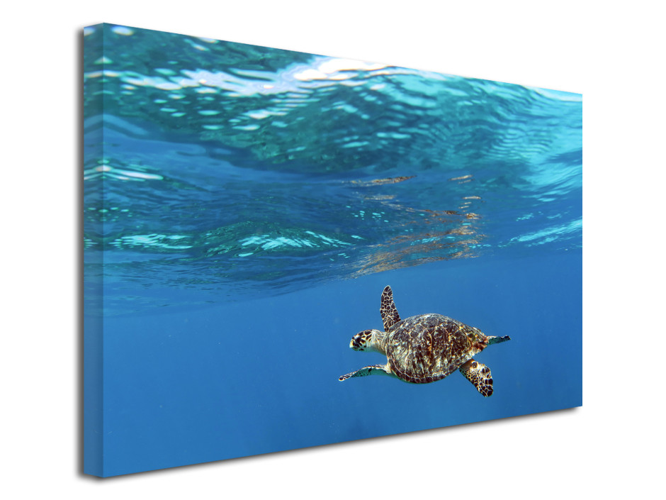 Tableau toile décoratif Tortue marine 4