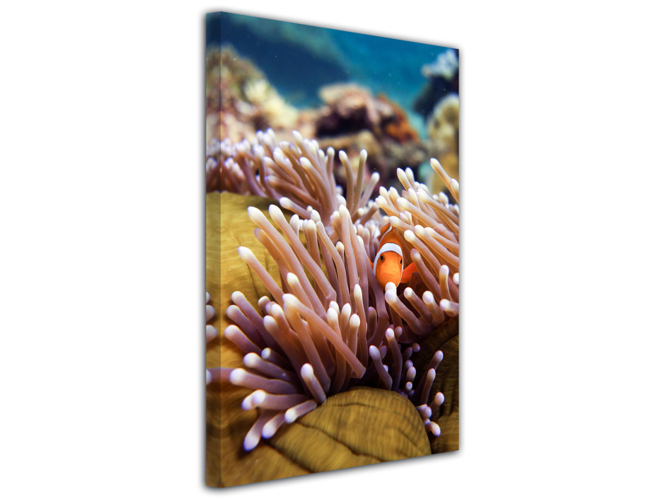 Tableau toile décoratif Nemo