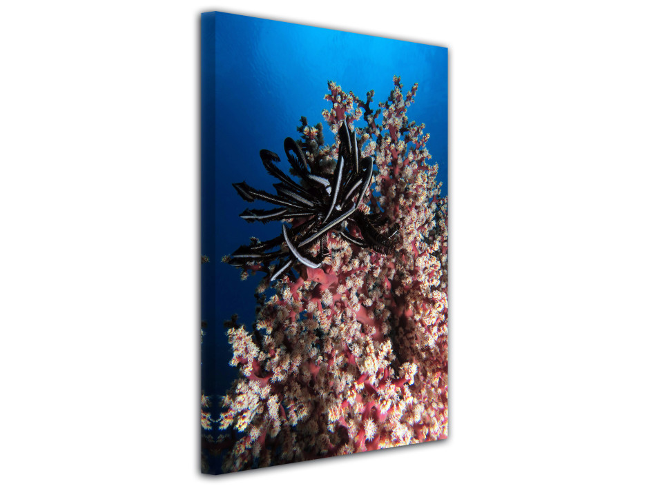 Tableau toile déco Les coraux