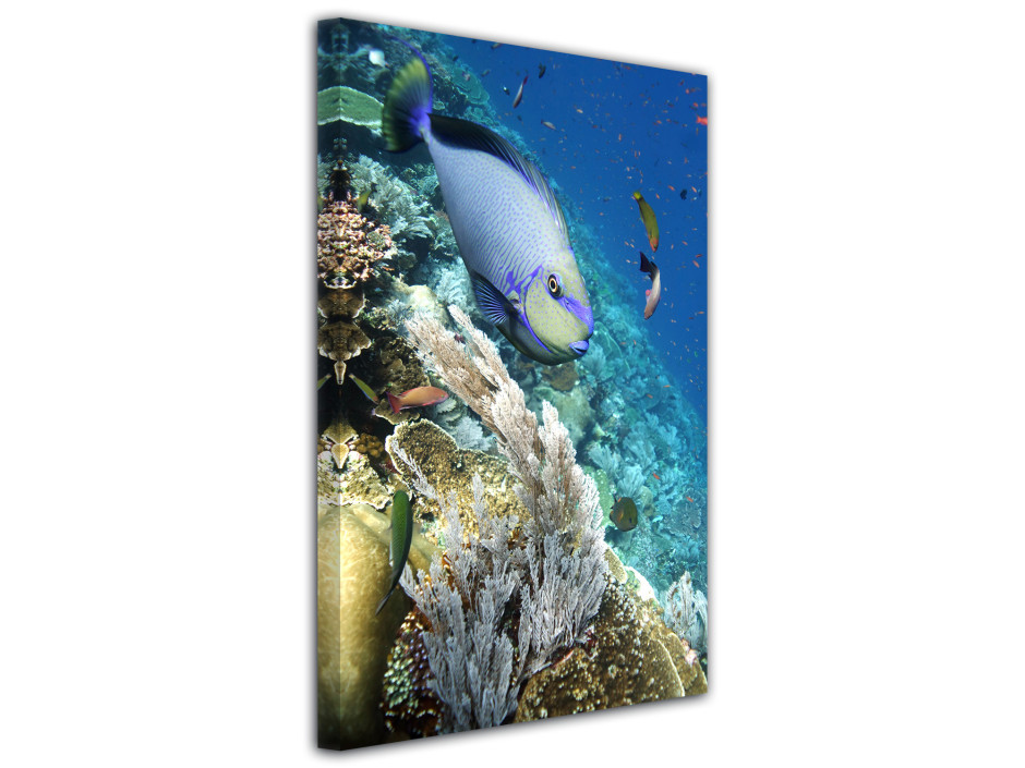 Tableau toile déco Parrot Fish