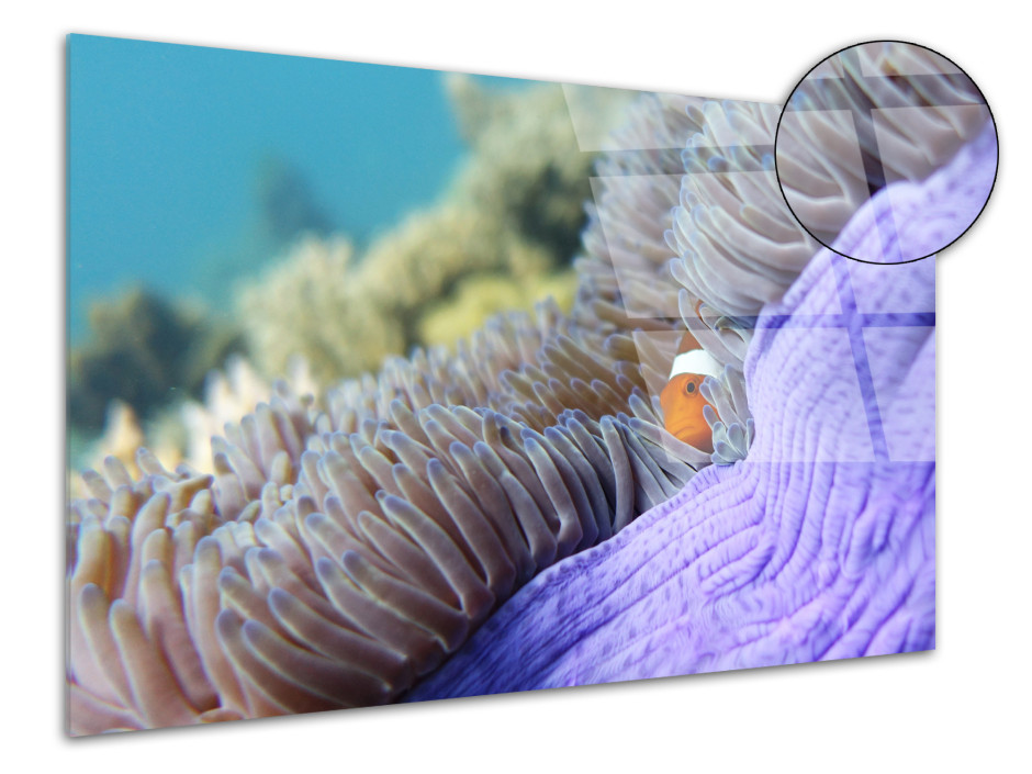 Tableau plexiglas décoratif Nemo Caché