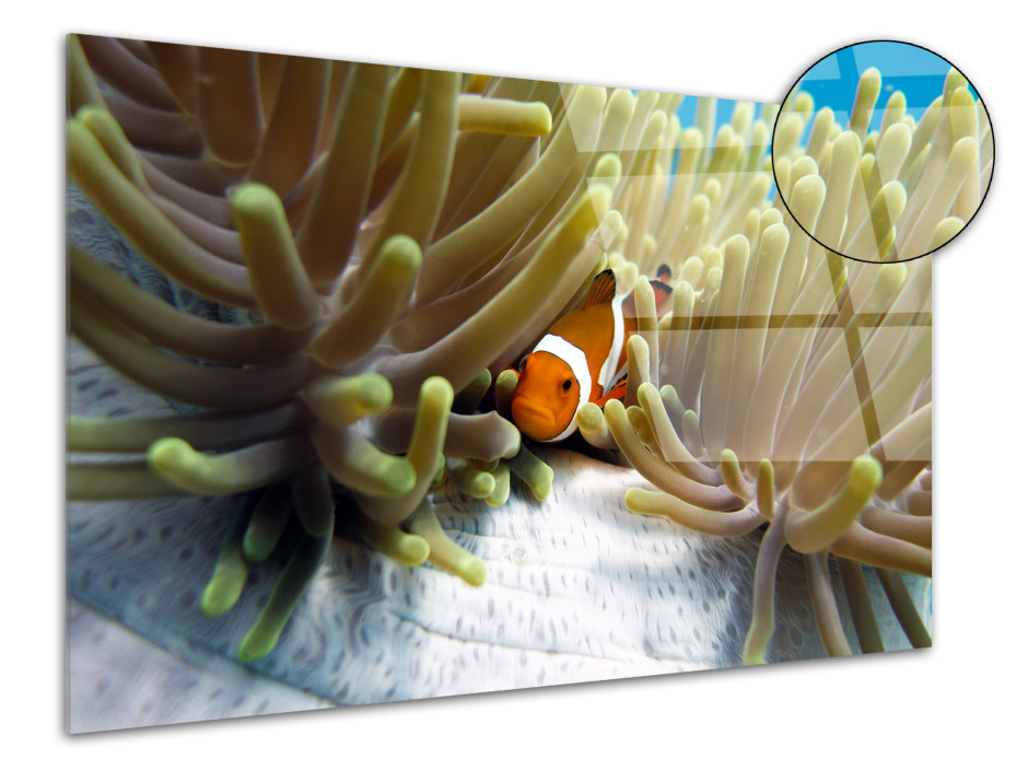 Tableau plexiglas déco Clown Fish