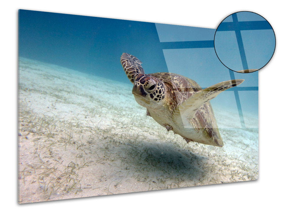 Photo sur plexiglas Tortue marine