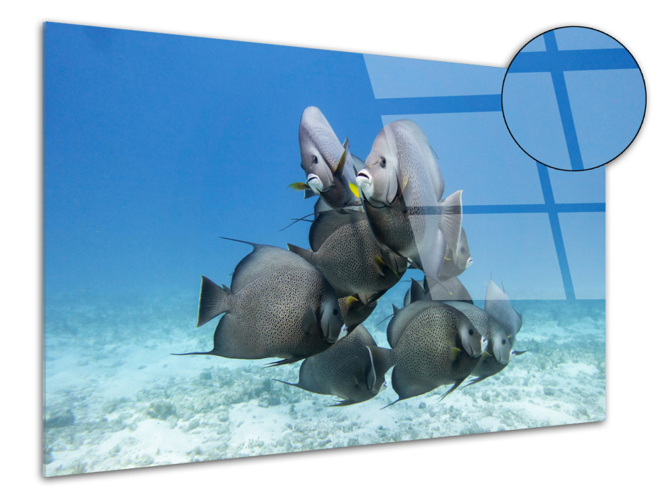 Tableau plexiglas banc de poisson tropical